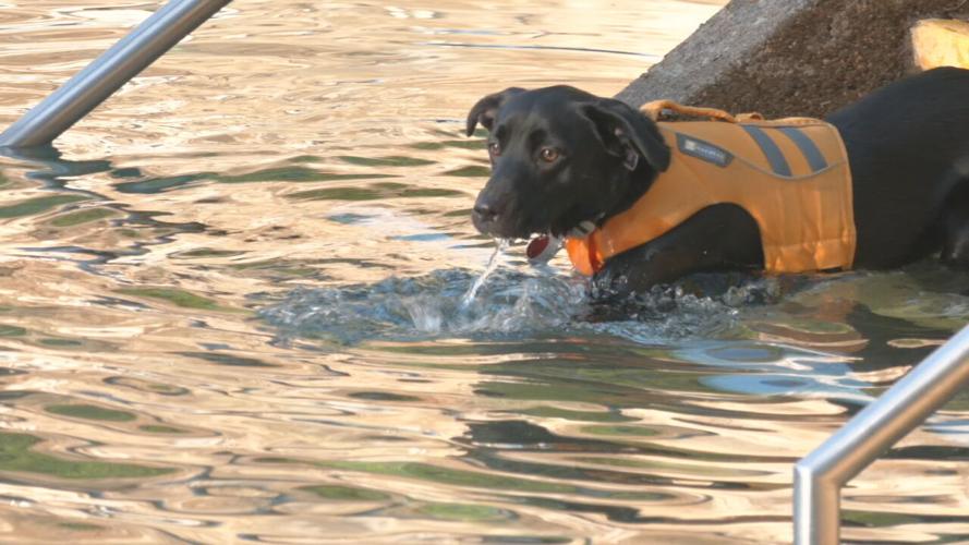 Lakeside Doggie Dip 2021 (11).jpeg