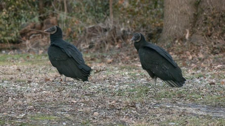 Black vultures in Jeffersonville - 1.31.25
