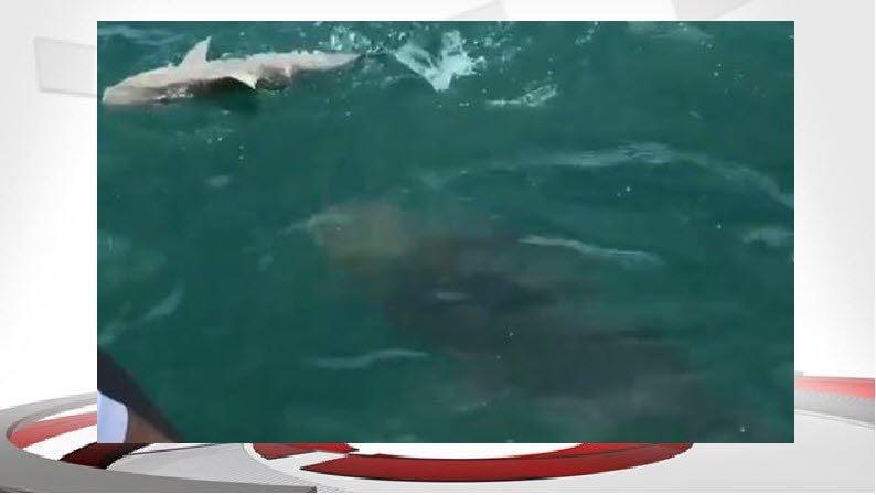 goliath grouper eats shark