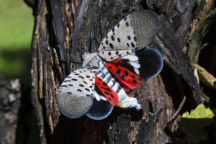 Spotted lanternfly