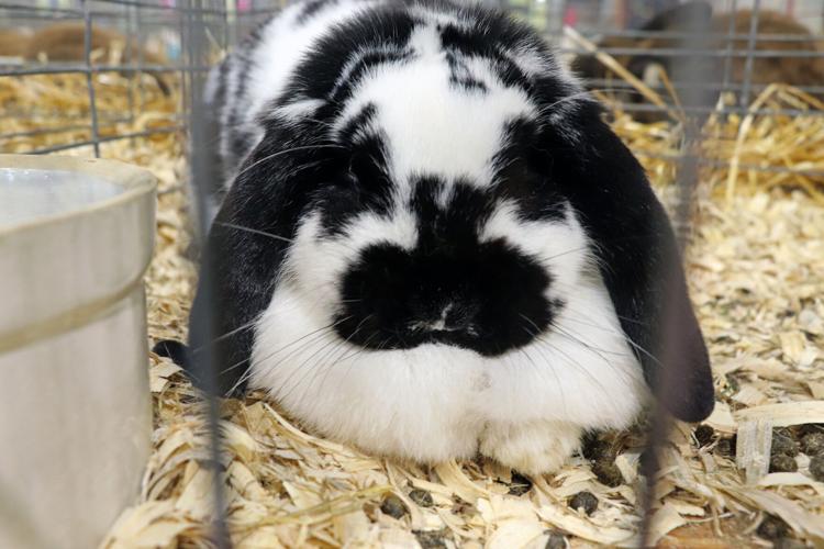 A rabbit in the livestock exhibit at the 2022 Kentucky State Fair
