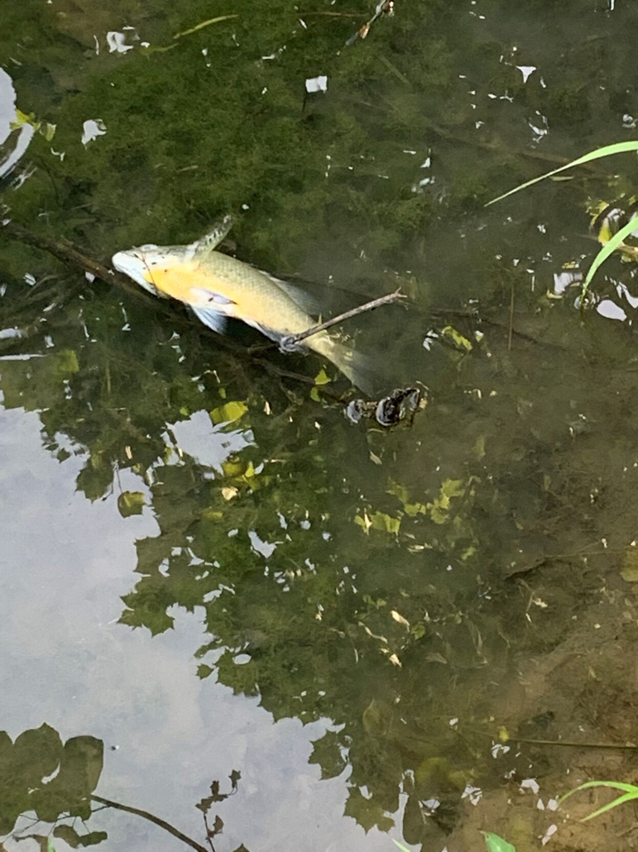 Dead fish in Willow Pond