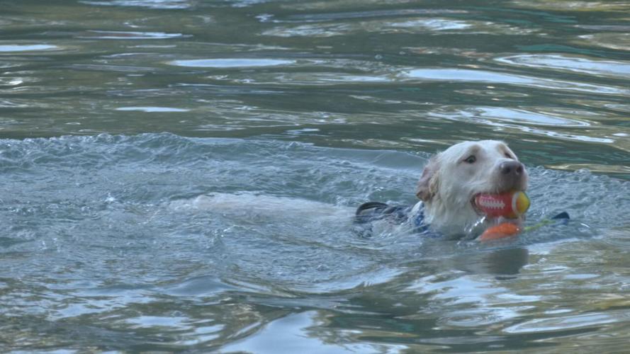 Lakeside Doggie Dip 2021 (9).jpeg