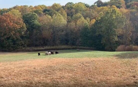 Cows in Cherokee Park