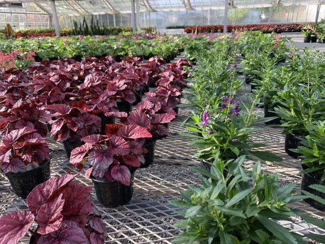 Greenhouse plants at Churchill Downs