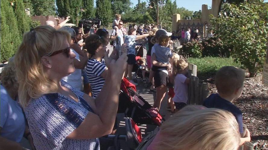Crowd watches baby elephant at the Louisville Zoo