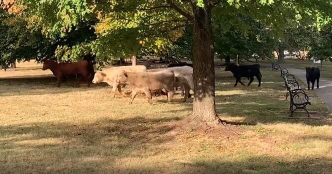 Cows in Cherokee Park