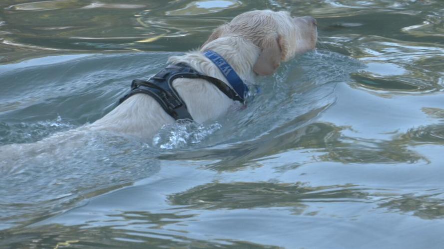 Lakeside Doggie Dip 2021 (8).jpeg