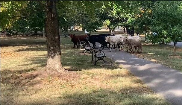 Cows in Cherokee Park