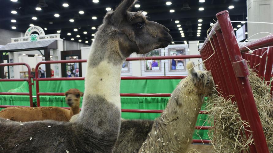 KENTUCKY STATE FAIR 2019 - LIVESTOCK - LLAMA (11).jpg