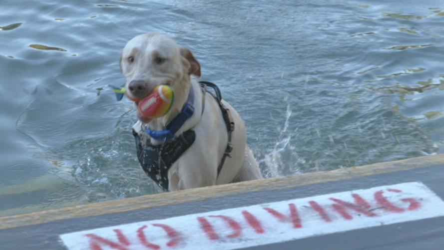 Lakeside Doggie Dip 2021 (7).jpeg