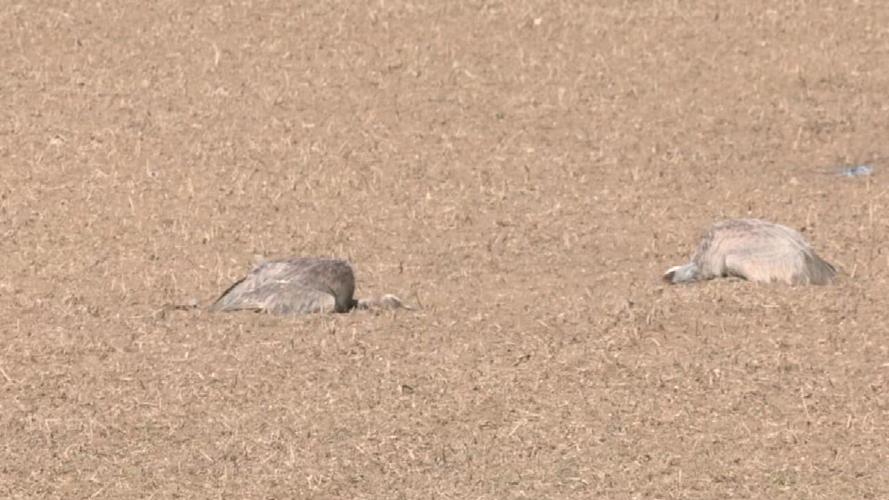 Dead sandhill cranes in southern Indiana