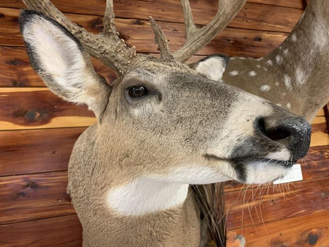 Hunting Tips - Stuffed Buck.jpeg