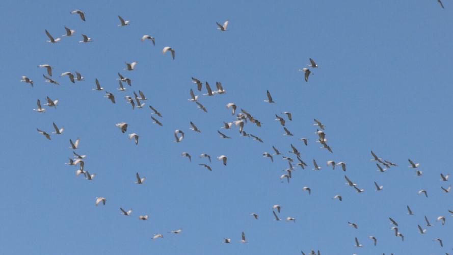 Birds in flight in Austin, Indiana