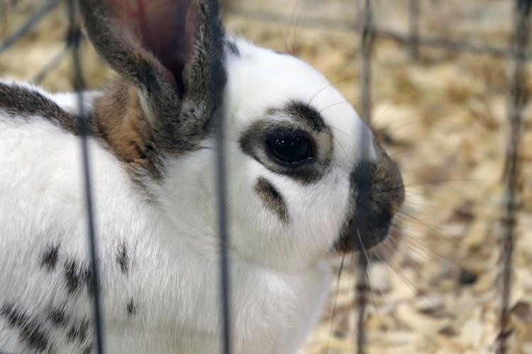 A rabbit in the livestock exhibit at the 2022 Kentucky State Fair