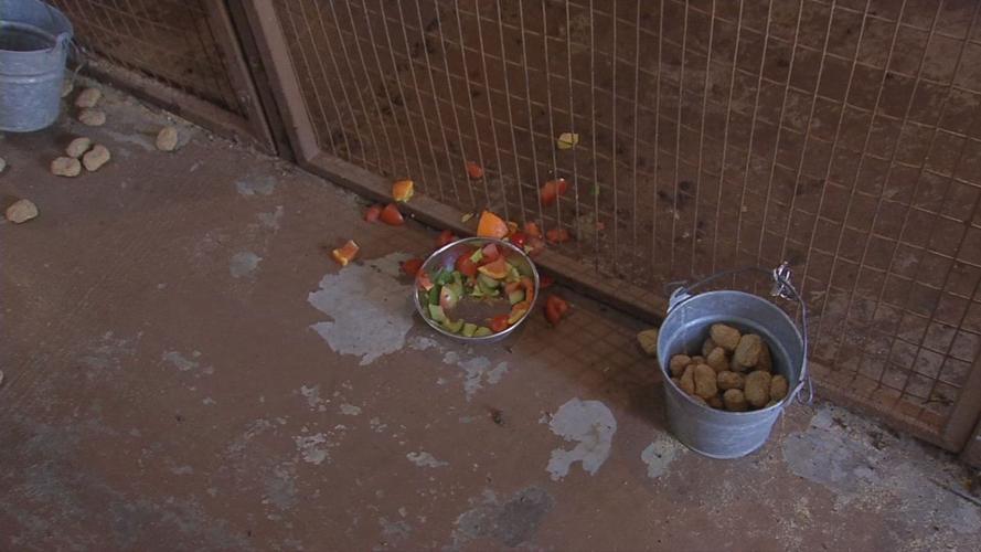 Southern Indiana zoo owner accused of animal abuse gives WDRB News a rare behind-the-scenes tour
