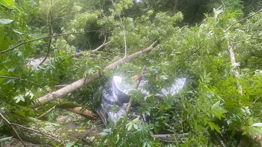 Tree falls on car near Taylorsville