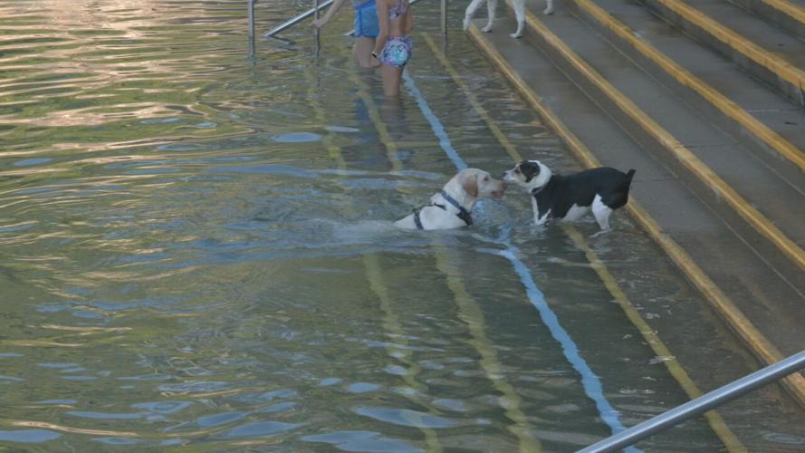 Lakeside Doggie Dip 2021 (5).jpeg