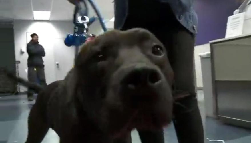 Dog reunited after Fort Campbell family moves to California (CNN)