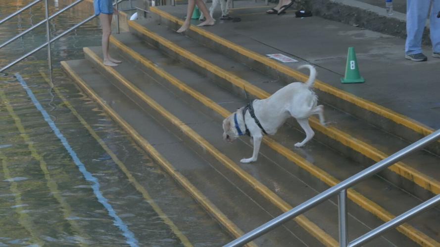 Lakeside Doggie Dip 2021 (4).jpeg