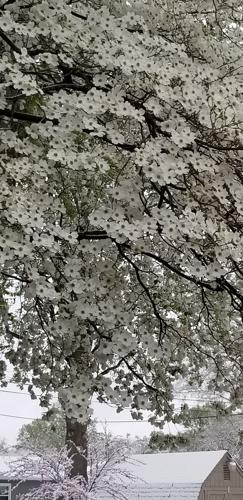 Snow on Dogwood in Madison.jpg