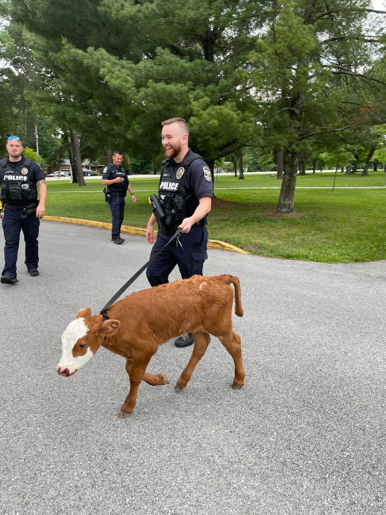 LMPD officer with cow.jpg