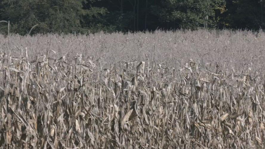 BOG FARM LIFE (3).jpeg