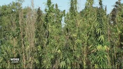 Generic hemp field