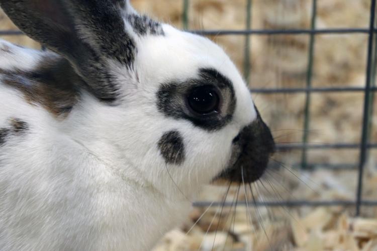 A rabbit in the livestock exhibit at the 2022 Kentucky State Fair