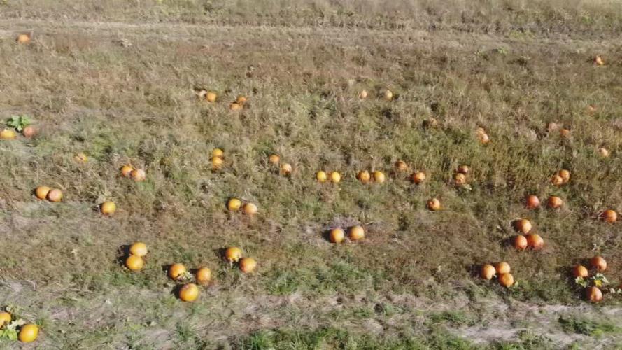 BOG FARM LIFE (1).jpeg