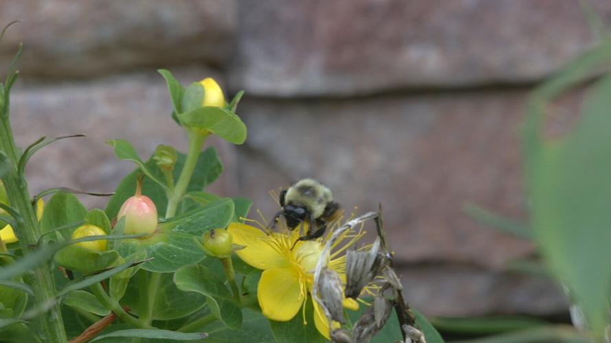 Bumble bee