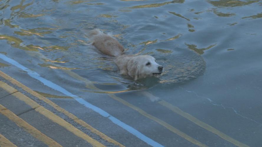 Lakeside Doggie Dip 2021 (1).jpeg