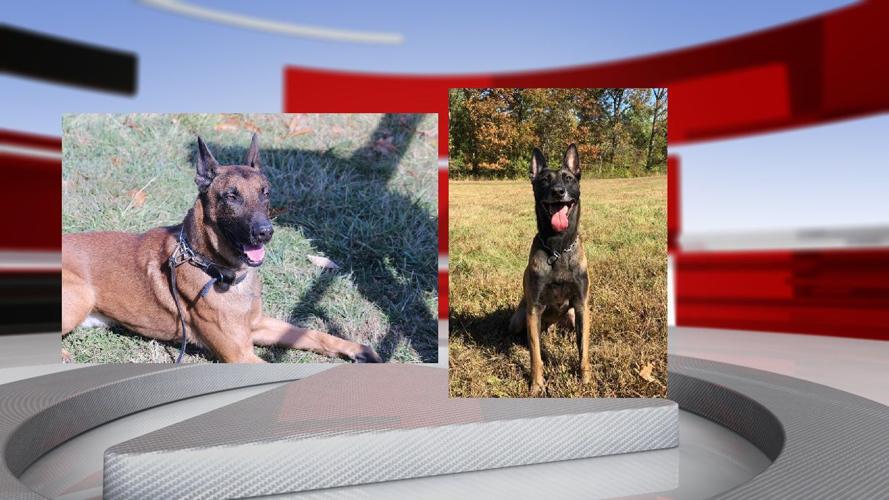 K9 officers Thibo and Pucky