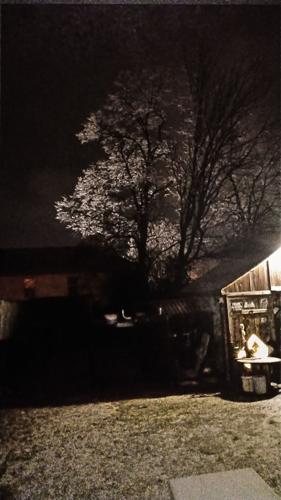 Ice on Tree in Bullitt County.JPG