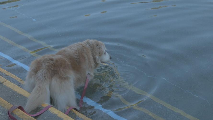 Lakeside Doggie Dip 2021.jpeg