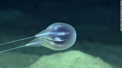 new jellyfish species 11-29-20.jpg