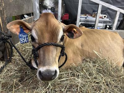 Cow at Kentucky State Fair