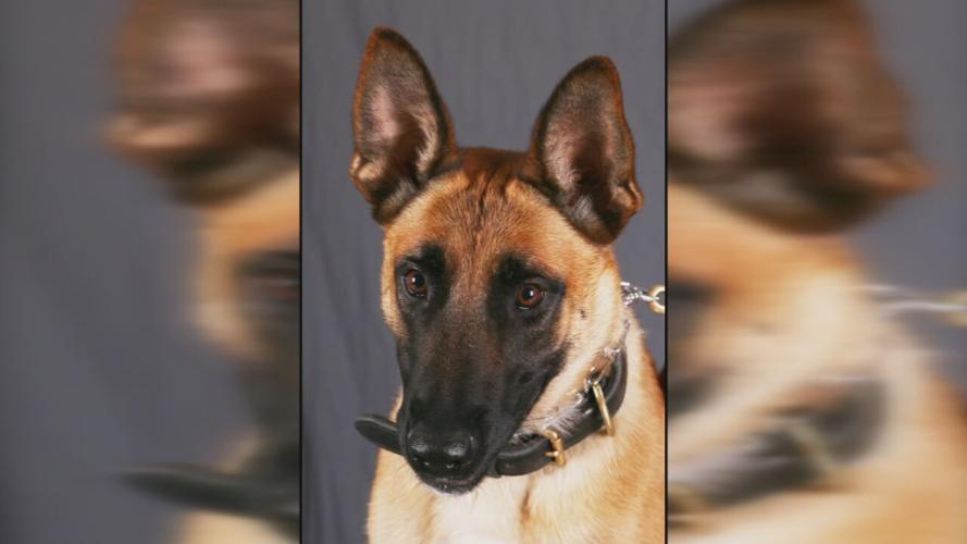 Indiana State Police K-9 Odin