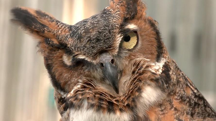 One-eyed owl living at Raptor Rehabilitation
