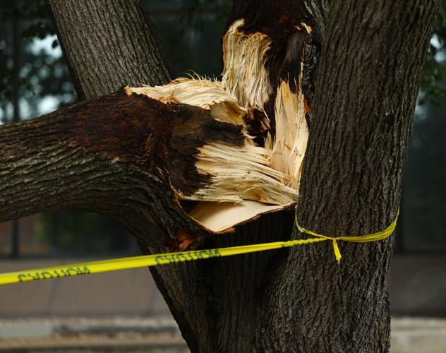 Cracked tree in Louisville