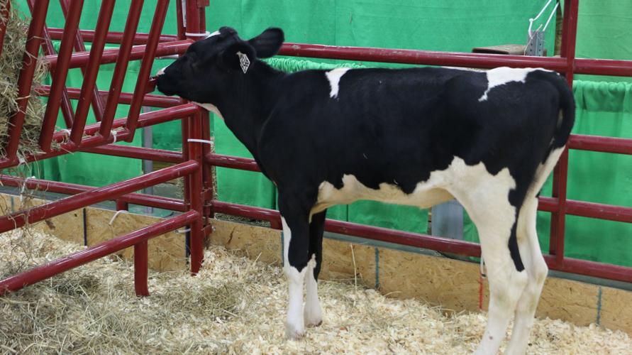 KENTUCKY STATE FAIR 2019 - LIVESTOCK COWS(15).jpg