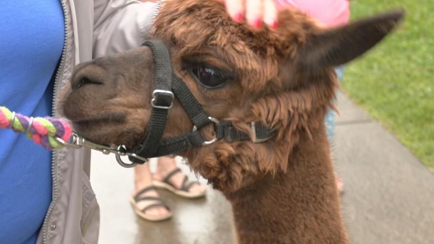 Shelby County Art and Craft Show 9-5-21 (2).jpeg