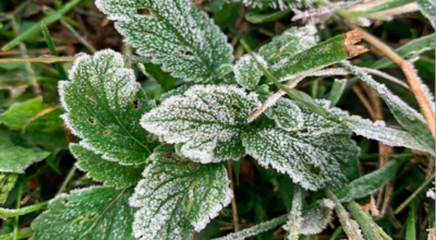 When is it Safe to Plant?