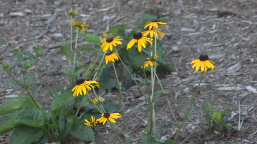 Flowers in community garden at Ivy Tech in Sellersburg