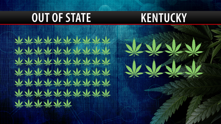 Medical Marijuana License Graphic