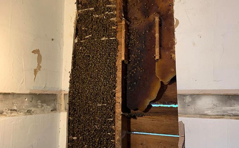 Honeybees swarm found in Indianapolis home (Aug. 2019)