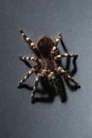 TARANTULA FILE (FROM ART) 1