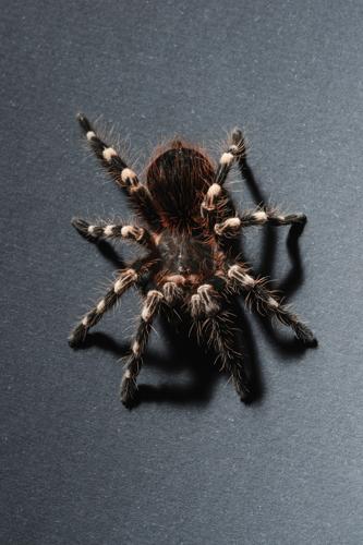 TARANTULA FILE (FROM ART) 1