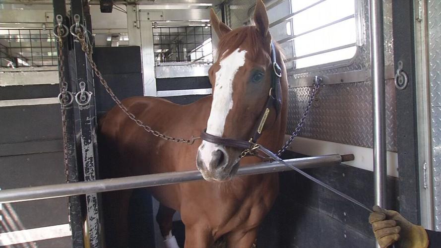 Horse in transport truck