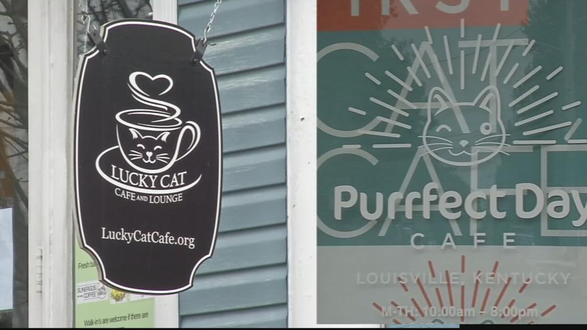 Fox Show Call Me Kat Creates Frenzy At Louisville Cat Cafes News Wdrb Com Fox Show Call Me Kat Creates Frenzy At Louisville Cat Cafes News Wdrb Com